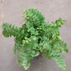 CGASPL Others Pom Pom Fern Plant