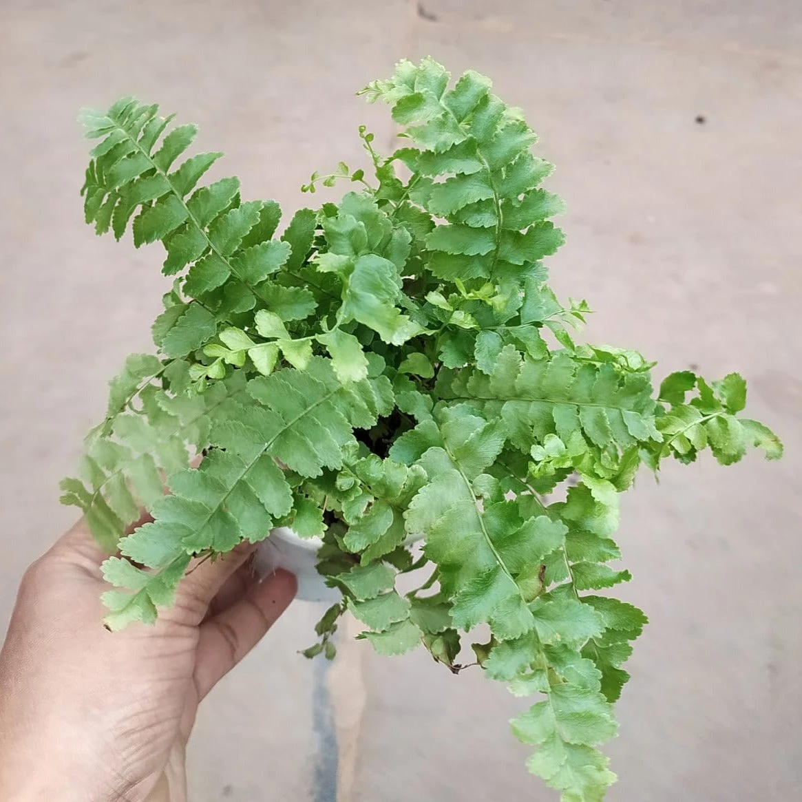 CGASPL Others Pom Pom Fern Plant 4 CGASPL Others Pom Pom Fern Plant
