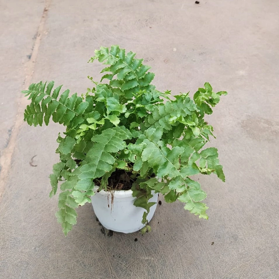 CGASPL Others Pom Pom Fern Plant 5 CGASPL Others Pom Pom Fern Plant