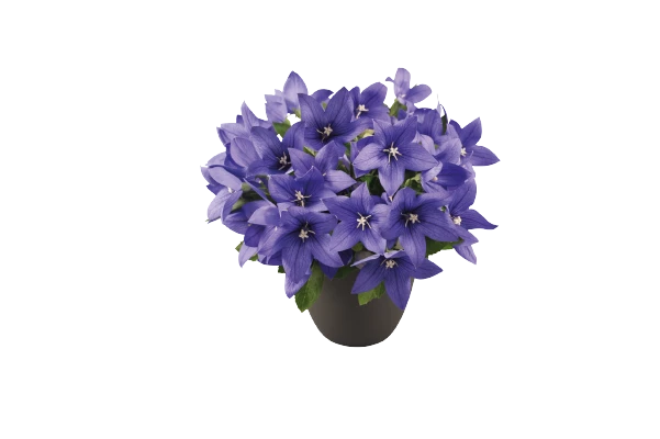 CGASPL Imported Flower Seeds Platycodon Pop Star Blue Flower Seeds 4 CGASPL Imported Flower Seeds Platycodon Pop Star Blue Flower Seeds