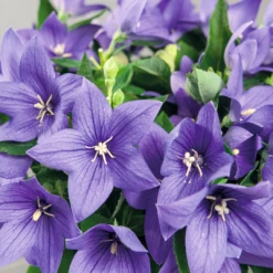 CGASPL Imported Flower Seeds Platycodon Pop Star Blue Flower Seeds 7 CGASPL Imported Flower Seeds Platycodon Pop Star Blue Flower Seeds