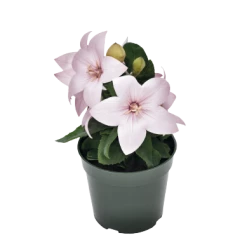 CGASPL Platycodon Pop Star Pink Flower Seeds Imported Flower Seeds