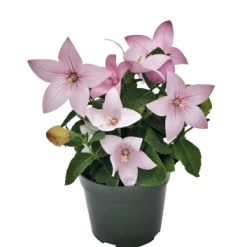 CGASPL Platycodon Pop Star Pink Flower Seeds Imported Flower Seeds