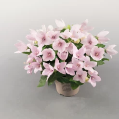 CGASPL Platycodon Pop Star Pink Flower Seeds Imported Flower Seeds