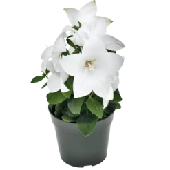 CGASPL Platycodon Pop Star Pure White Flower Seeds