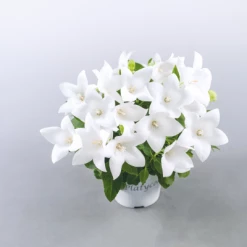 CGASPL Platycodon Pop Star Pure White Flower Seeds