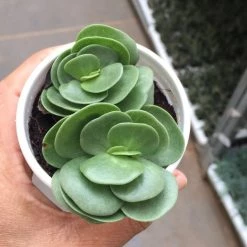 CGASPL Portulaca Molokiniensis Succulent Plant Plants