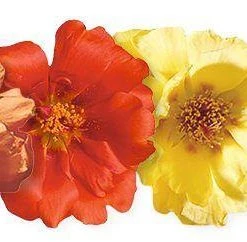 Benary Imported Flower Seeds Portulaca Sundial Mix Flower Seeds