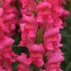 Chhajed Garden Antirrhinum Potomac Cherry Rose Flower Seeds