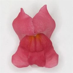 Chhajed Garden Antirrhinum Potomac Cherry Rose Flower Seeds