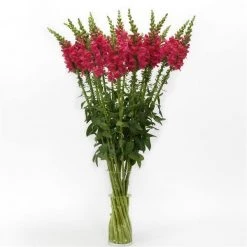 Chhajed Garden Antirrhinum Potomac Cherry Rose Flower Seeds