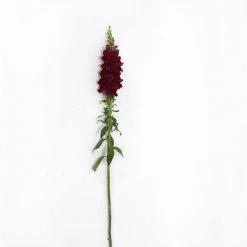 Chhajed Garden Antirrhinum Potomac Crimson Flower Seeds