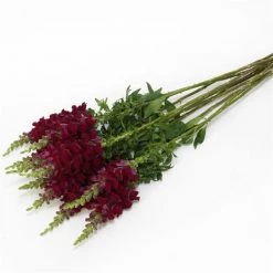 Chhajed Garden Antirrhinum Potomac Crimson Flower Seeds