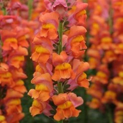 Chhajed Garden Imported Flower Seeds Antirrhinum Potomac Dark Orange Flower Seeds