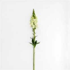 Chhajed Garden Antirrhinum Potomac Ivory White Flower Seeds