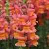 Chhajed Garden Antirrhinum Potomac Orange Flower Seeds