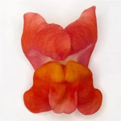 Chhajed Garden Antirrhinum Potomac Orange Flower Seeds