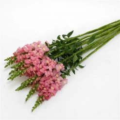 Chhajed Garden Imported Flower Seeds Antirrhinum Potomac Pink Flower Seeds