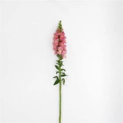Chhajed Garden Imported Flower Seeds Antirrhinum Potomac Pink Flower Seeds