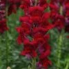 Chhajed Garden Antirrhinum Potomac Red Flower Seeds Imported Flower Seeds