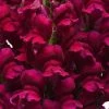 Chhajed Garden Antirrhinum Potomac Royal Flower Seeds