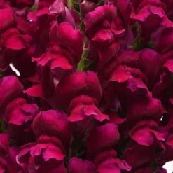 Chhajed Garden Antirrhinum Potomac Royal Flower Seeds