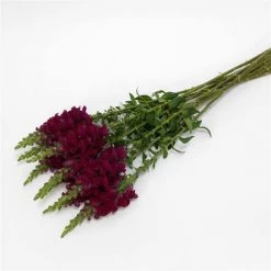 Chhajed Garden Antirrhinum Potomac Royal Flower Seeds