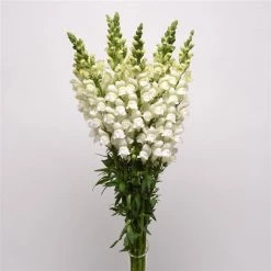 Chhajed Garden Antirrhinum Potomac White Flower Seeds 8 Chhajed Garden Antirrhinum Potomac White Flower Seeds