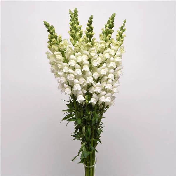 Chhajed Garden Antirrhinum Potomac White Flower Seeds 5 Chhajed Garden Antirrhinum Potomac White Flower Seeds