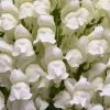 Chhajed Garden Antirrhinum Potomac White Flower Seeds 1 Chhajed Garden Antirrhinum Potomac White Flower Seeds