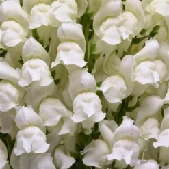 Chhajed Garden Antirrhinum Potomac White Flower Seeds