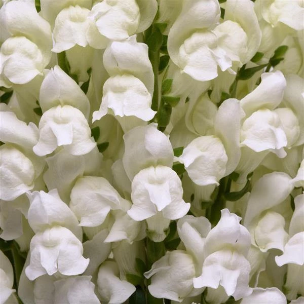 Chhajed Garden Antirrhinum Potomac White Flower Seeds 3 Chhajed Garden Antirrhinum Potomac White Flower Seeds