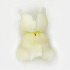 Chhajed Garden Antirrhinum Potomac White Flower Seeds 7 Chhajed Garden Antirrhinum Potomac White Flower Seeds