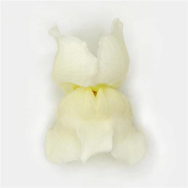 Chhajed Garden Antirrhinum Potomac White Flower Seeds 4 Chhajed Garden Antirrhinum Potomac White Flower Seeds