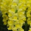 Chhajed Garden Antirrhinum Potomac Yellow Flower Seeds Imported Flower Seeds