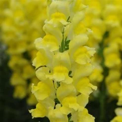 Chhajed Garden Antirrhinum Potomac Yellow Flower Seeds Imported Flower Seeds