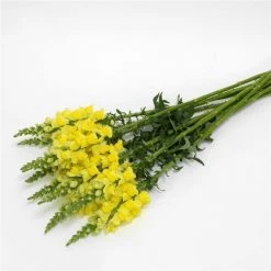 Chhajed Garden Antirrhinum Potomac Yellow Flower Seeds Imported Flower Seeds