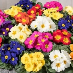 CGASPL Imported Flower Seeds Primula Acaulis Danessa Mix Flower Seeds