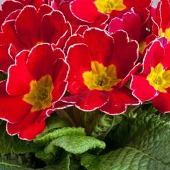 CGASPL Imported Flower Seeds Primula Acaulis Danova Delight Cherry Flower Seeds