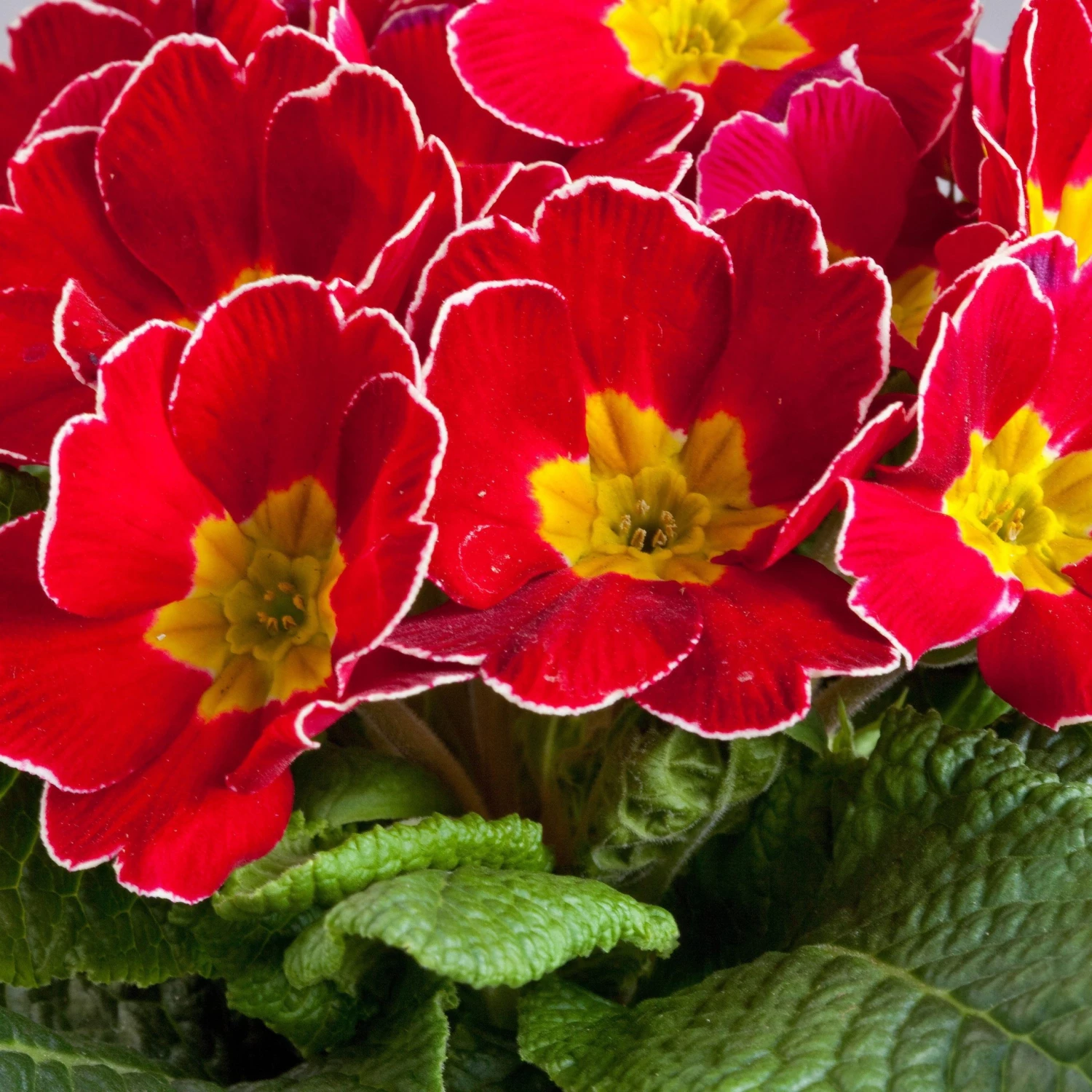 CGASPL Imported Flower Seeds Primula Acaulis Danova Delight Cherry Flower Seeds 3 CGASPL Imported Flower Seeds Primula Acaulis Danova Delight Cherry Flower Seeds