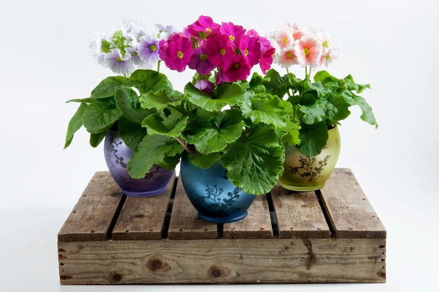 CGASPL Primula Obconica Touch Me Midi Mix Flower Seeds Imported Flower Seeds 4 CGASPL Primula Obconica Touch Me Midi Mix Flower Seeds Imported Flower Seeds