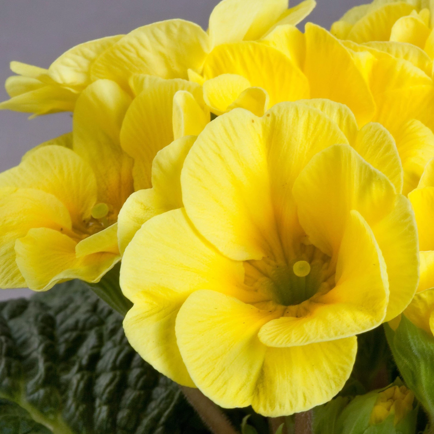 CGASPL Imported Flower Seeds Primula Acaulis Danova Lemon Yellow Flower Seeds 4 CGASPL Imported Flower Seeds Primula Acaulis Danova Lemon Yellow Flower Seeds