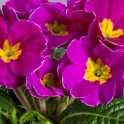 CGASPL Imported Flower Seeds Primula Acaulis Danova Light Violet Flower Seeds