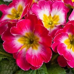 CGASPL Primula Acaulis Danova Bicolor Rose & White Flower Seeds Imported Flower Seeds