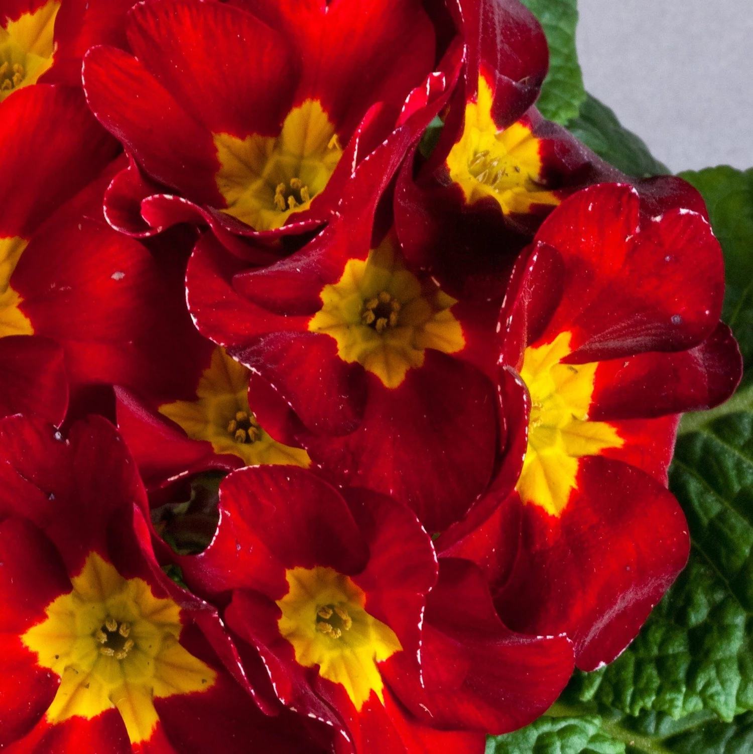 CGASPL Imported Flower Seeds Primula Acaulis Danova Velvet Red Flower Seeds 4 CGASPL Imported Flower Seeds Primula Acaulis Danova Velvet Red Flower Seeds