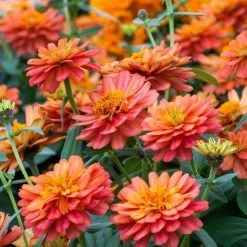 Sakata Seeds Zinnia Double Profusion Deep Salmon Flower Seeds
