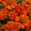 Sakata Seeds Zinnia Double Profusion Fire Flower Seeds Imported Flower Seeds
