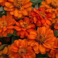 Sakata Seeds Zinnia Double Profusion Fire Flower Seeds Imported Flower Seeds