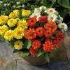 Sakata Seeds Zinnia Double Profusion Mix Flower Seeds 2 Sakata Seeds Zinnia Double Profusion Mix Flower Seeds