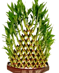 CGASPL Lucky Bamboos Lucky Bamboo 8 Layer Braided